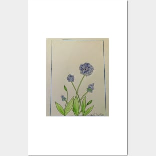 Allium Posters and Art